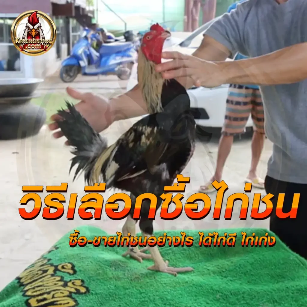 ตลาดไก่ชน วิธีเลือกซื้อไก่ชน ซื้อ-ขายอย่างไร ให้ได้ไก่ชนดี ตีเก่ง พร้อมแข่งขัน