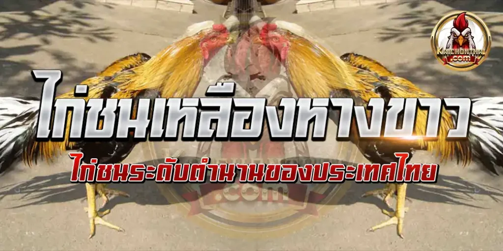 ไก่ชนเหลืองหางขาว ไก่ชนระดับตำนานของประเทศไทย