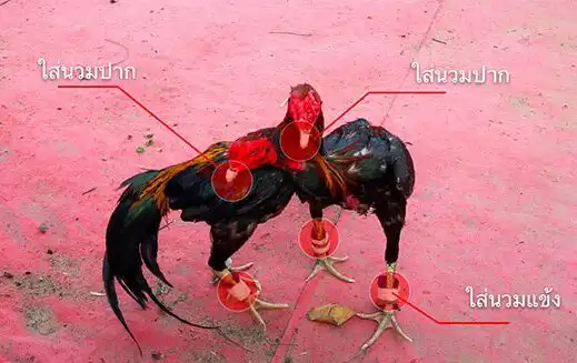 ฝีกซ้อมไก่ชน ใส่นวมเพื่อป้องกันการบาดเจ็บ