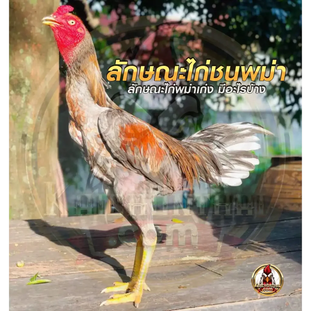 ลักษณะไก่ชนพม่า ลักษณะที่ดีที่สุด ควรเลือกดูจากอะไรบ้าง