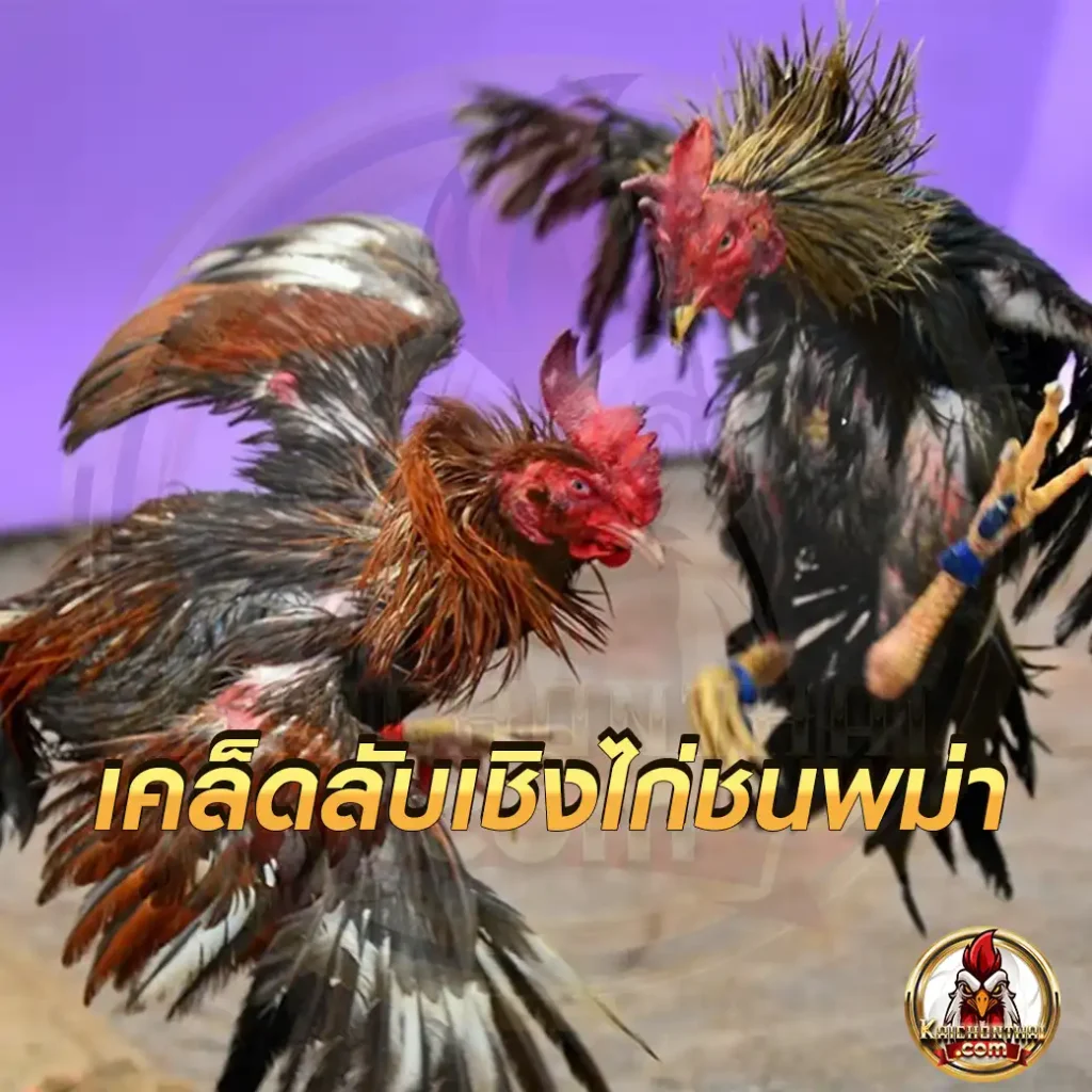 เคล็ดลับเชิงไก่ชนพม่า วิธีการเอาชนะคู่แข่งขัน จากข้อดีและข้อเสีย