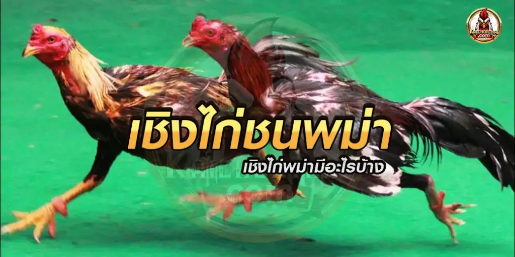 เชิงไก่ชนพม่า มีอะไรบ้าง แต่ละเชิงชนแตกต่างกันอย่างไร