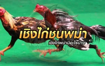 เชิงไก่ชนพม่า มีอะไรบ้าง แต่ละเชิงชนแตกต่างกันอย่างไร