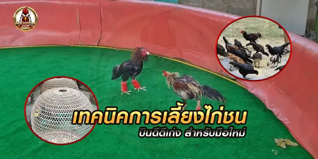 เทคนิคการเลี้ยงไก่ชนพม่า สำหรับมื้อใหม่หัดเลี้ยงไก่ชน ตั้งแต่ต้นจนลงสนามไก่ชน มีอะไรบ้าง