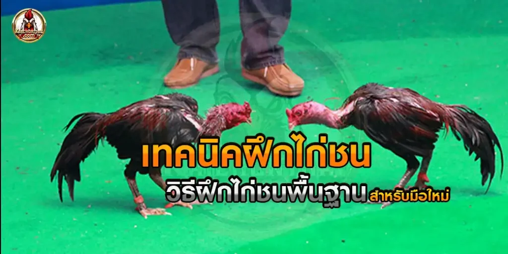 เทคนิคฝึกไก่ชน ก่อนแข่งขันจริง ควรเรียนรู้สำหรับมือใหม่