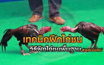 เทคนิคฝึกไก่ชน ก่อนแข่งขันจริง ภายในเวลา 1 เดือน