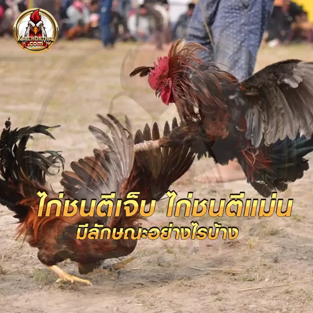 ไก่ชนตีเจ็บ ไก่ชนตีแม่น ควรมีลักษณะแบบไหน