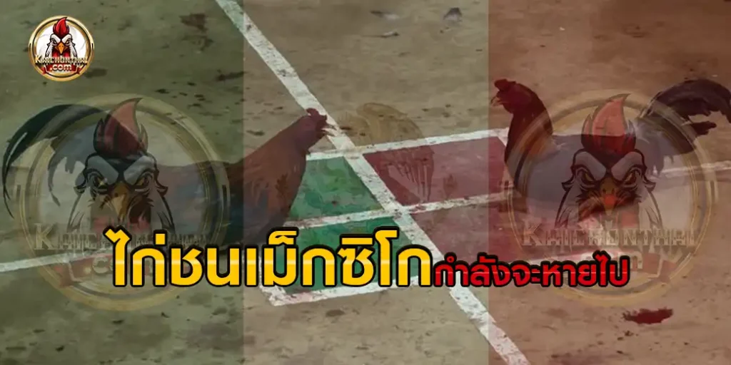 รัฐบาลประเทศเม็กซิโก ประกาศแบนเกมกีฬาไก่ชน ไก่ชนเม็กซิโก กำลังจะหายไป