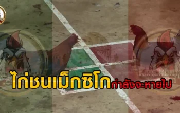 รัฐบาลเม็กซิโก กำลังดับอนาคตของ ไก่ชนเม็กซิโก และกำลังเข้าสู่กีฬาใต้ดิน