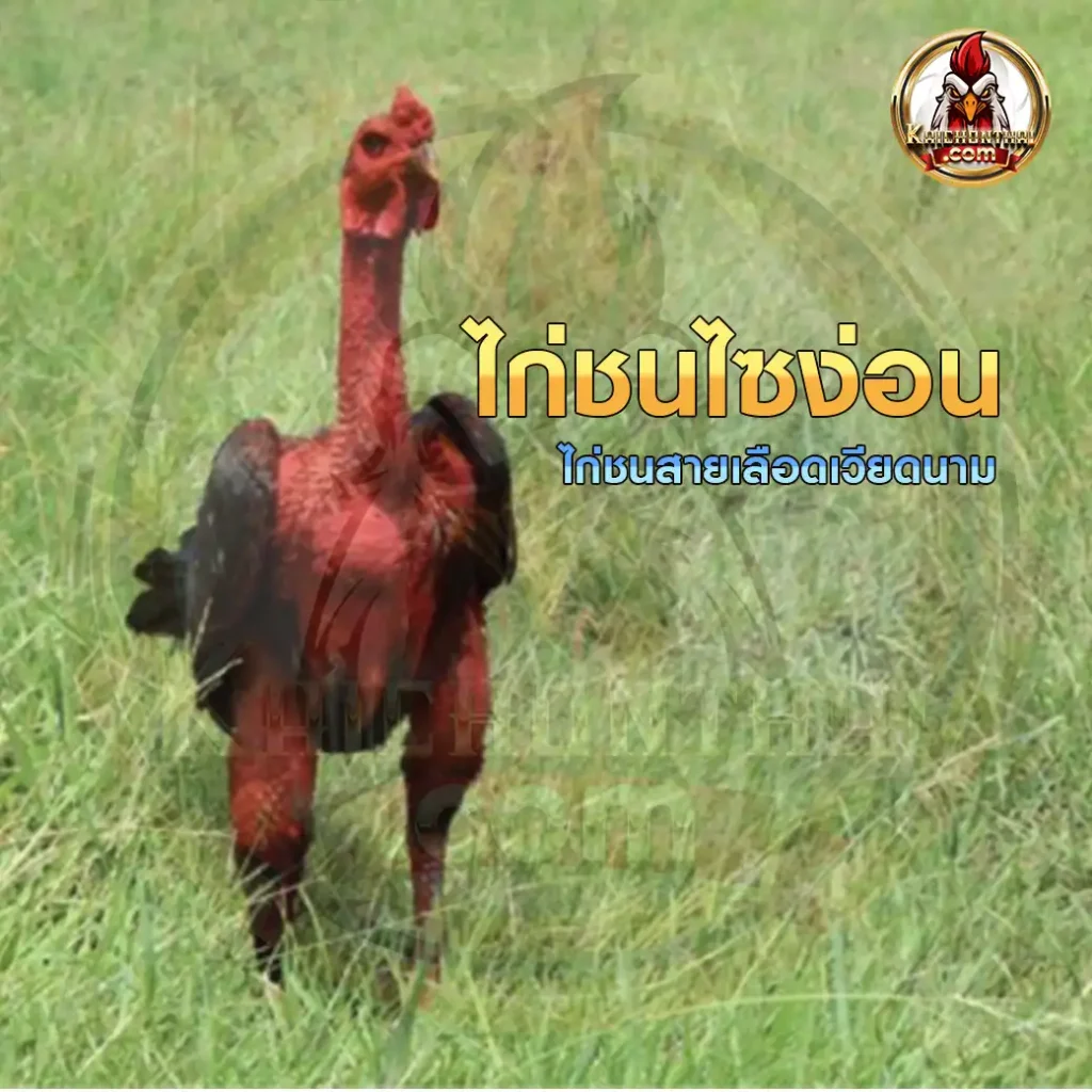 ทำความรู้จักกับ ไก่ไซง่อน ไก่ชนเวียดนาม นักสู้ตัวแดง