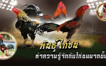 พันธุ์ไก่ชน พันธุ์ไก่ชนิดต่างๆ ไก่ชนพันธุ์ดี รู้จักกับไก่ชนพันธุ์ยอดนิยม ว่ามีอะไรบ้าง