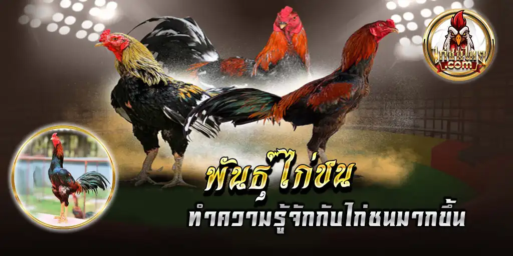 พันธุ์ไก่ชน ทำความรู้จักกับไก่ชนมากขึ้น