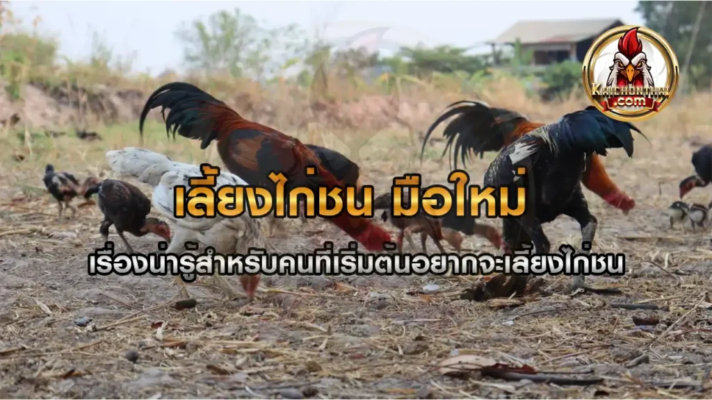 เลี้ยงไก่ชน มือใหม่