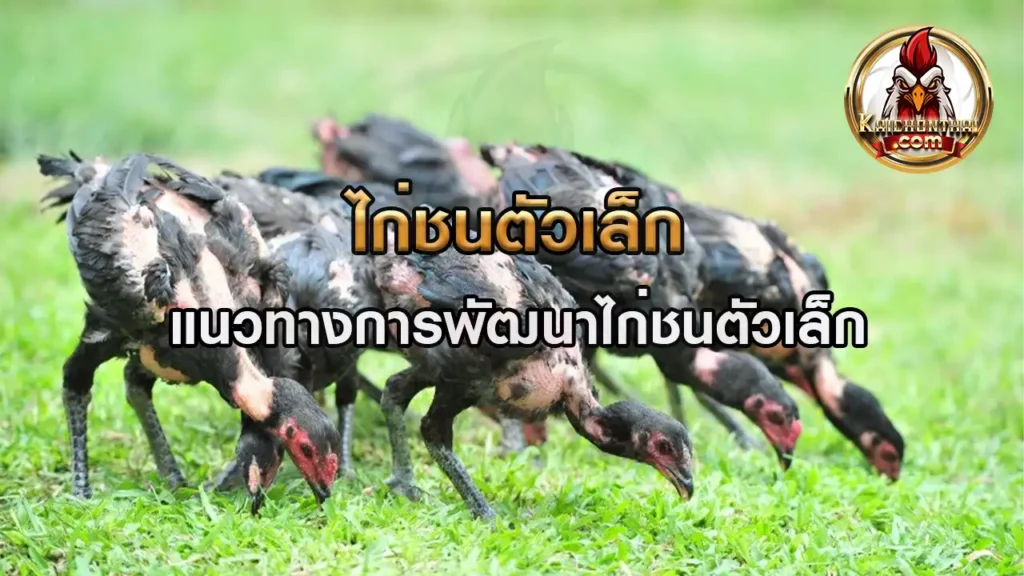 ไก่ชนตัวเล็ก 