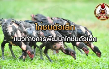 ไก่ชนตัวเล็ก วิธีแก้ไขปัญหาของไก่ตัวเล็กแต่เชิงดี