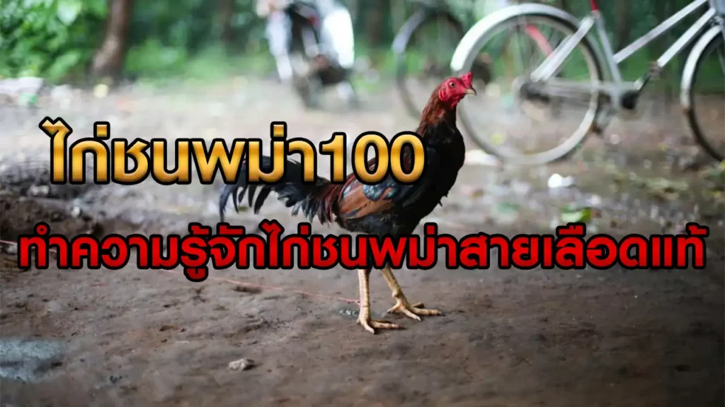 ไก่ชนพม่า100