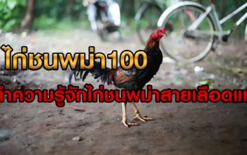 ไก่ชนพม่า100 อีกหนึ่งไก่ชนมีชื่อเสียงที่เลี้ยงยาก