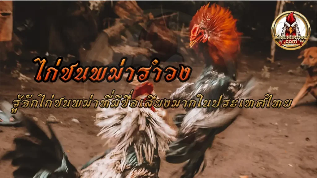 ไก่ชนพม่ารำวง