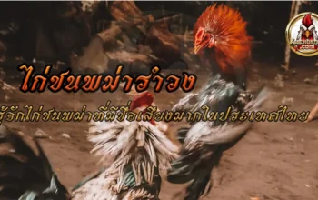 ไก่ชนพม่ารำวง ไก่สายพันธุ์พม่ายอดนิยมที่ผู้คนชื่นชอบ