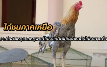 ไก่ชนภาคเหนือ ไก่ชนเหนือ เรื่องราวน่าสนใจเกี่ยวกับไก่ชนทางภาคเหนือของไทย