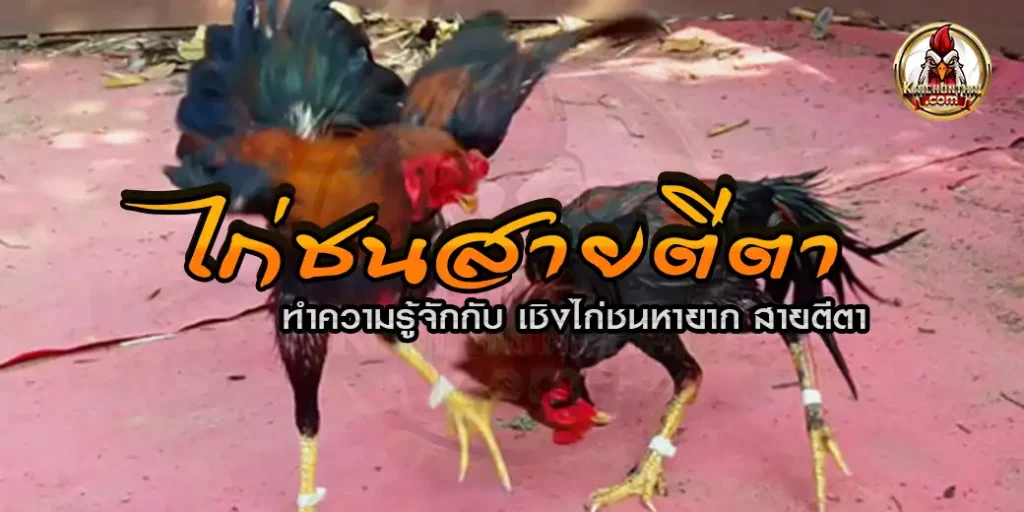 ไก่ชนสายตีตา ทำความรู้จักกับ เชิงไก่ชนหายาก ทำไมเซียนไก่ถึงอยากได้?