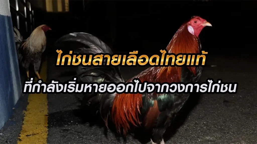 ไก่ชนสายพันธุ์ไทย