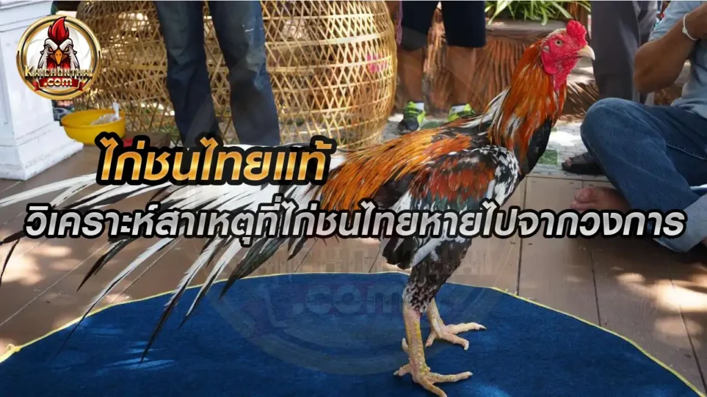 ไก่ชนไทยแท้