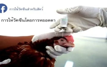 การให้วัคซีนสำหลับไก่