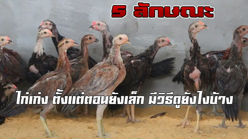 5 ลักษณะไก่เก่งตั้งแต่ยังเล็ก