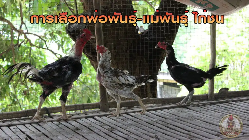 การหาพ่อพันธุ์-แม่พันธุ์ไก่ชน