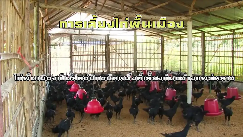 การเลี้ยงไก่พื้นเมือง