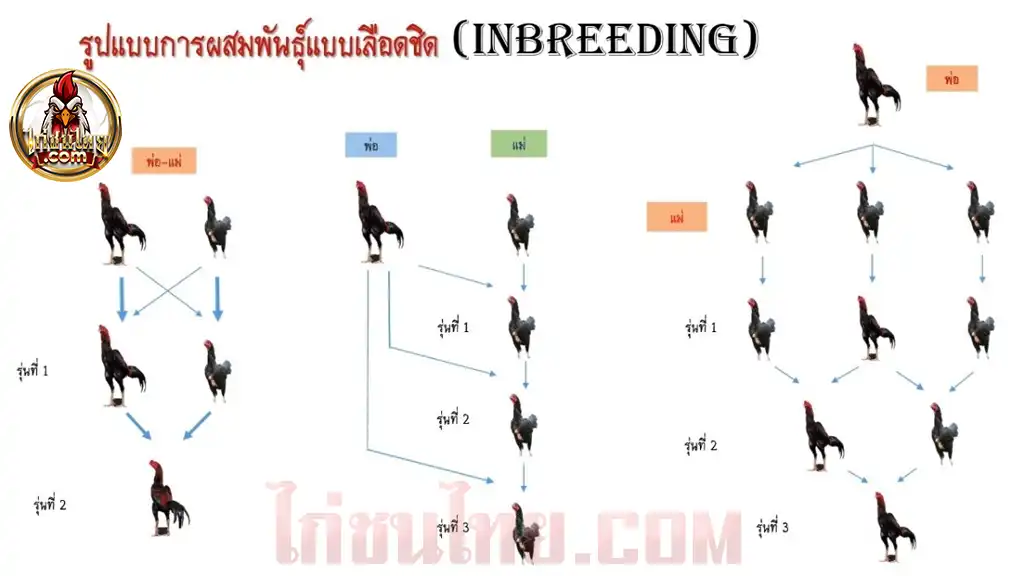 เจาะลึกระบบการผสมพันธุ์ไก่ชน