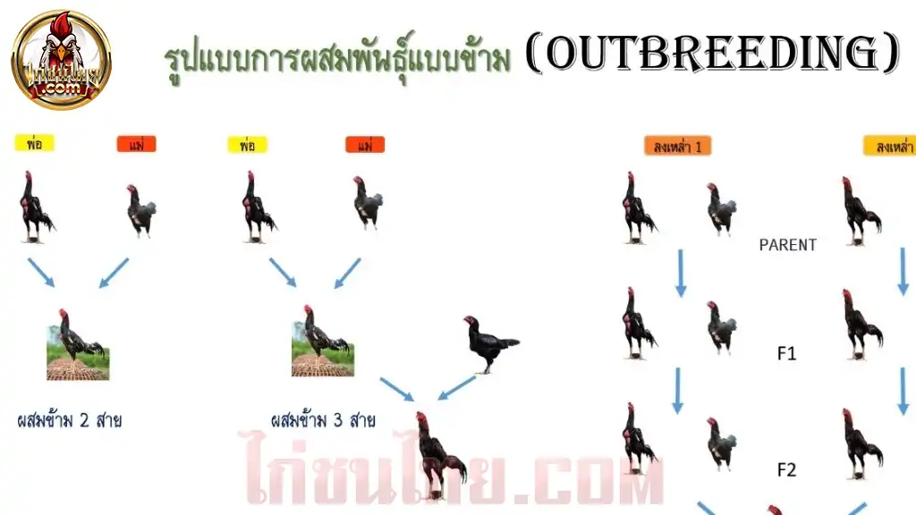 เจาะลึกระบบการผสมพันธุ์ไก่ชน