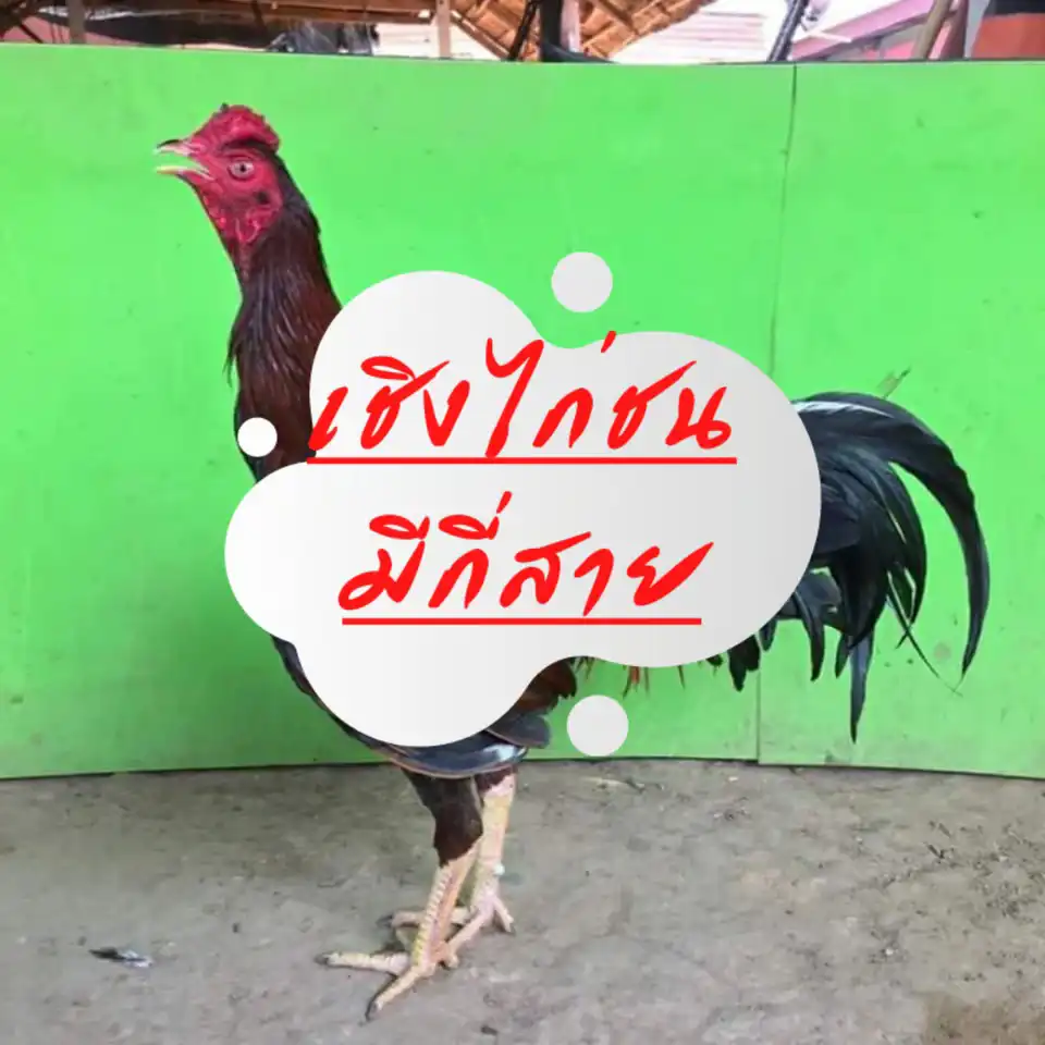 รู้ยัง..เชิงไก่ชนแต่ละสายมีอะไรบ้าง