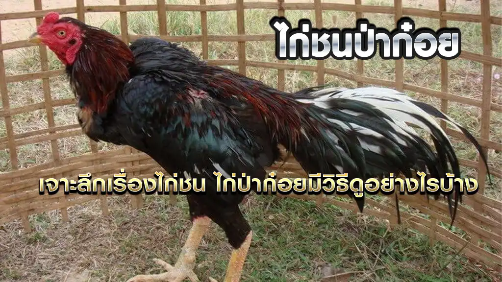 ไก่ชนป่าก๋อย