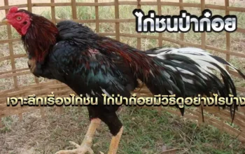 ไก่ป่าก๋อยคืออะไร มีวิธีดูยังไงบ้าง