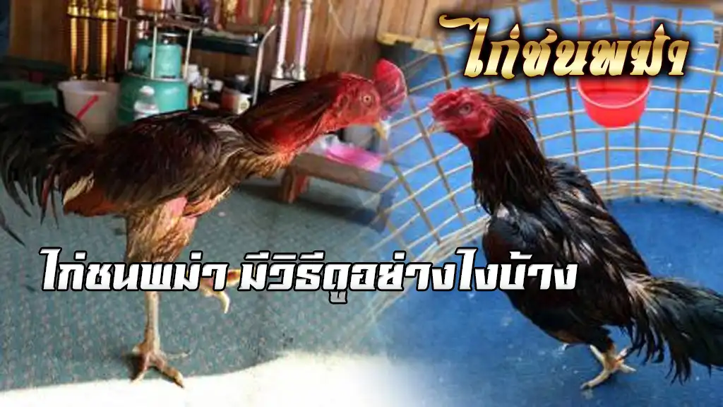 ไก่ชนพม่ามีวิธีดูอย่างไงบ้าง