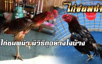 มีวิธีดู ไก่ชนสายพันธุ์ (พม่า) มีอะไรบ้าง