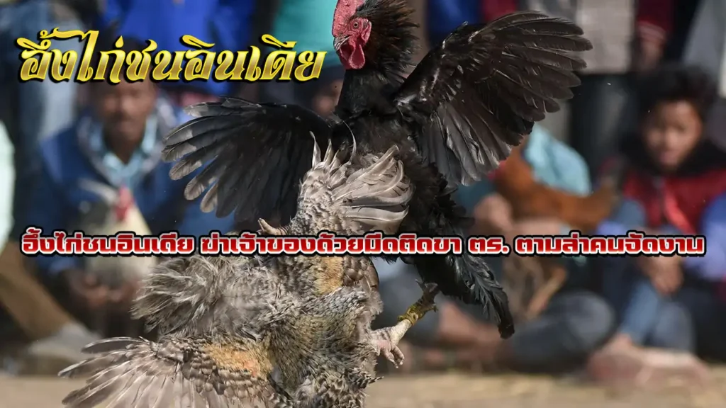 อึ้งไก่ชนอินเดีย ฆ่าเจ้าของด้วยมีดติดขา ตร.ตามล่าคนจัดงาน