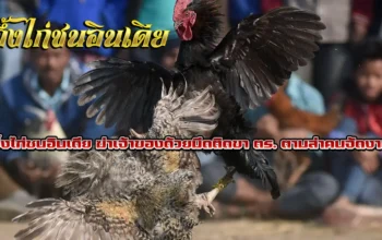 อึ้งไก่ชนอินเดียฆ่าเจ้าของด้วยมีดติดขา