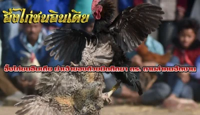 อึ้งไก่ชนอินเดียฆ่าเจ้าของด้วยมีดติดขา