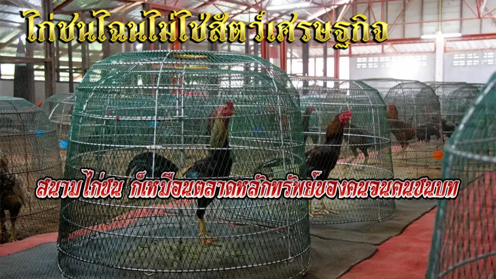 ไก่ชนไฉนไม่ไช่สัตว์เศรษฐกิจ