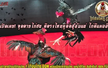 เปิดเผย! จุดตุยไก่ชน ตีตรงไหนคู่ต่อสู้ล้มแน่ ไก่ตีแผลลึก