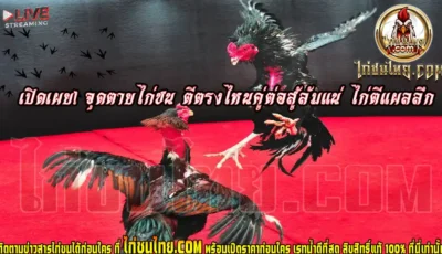 เปิดเผย! จุดตุยไก่ชน ตีตรงไหนคู่ต่อสู้ล้มแน่ ไก่ตีแผลลึก