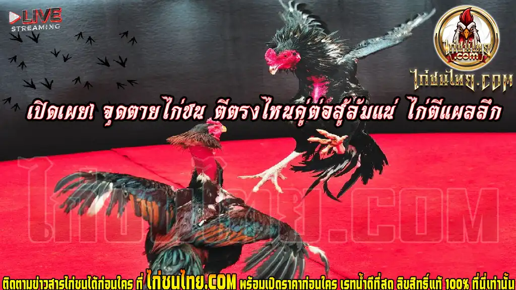 เปิดเผย! จุดตุยไก่ชน ตีตรงไหนคู่ต่อสู้ล้มแน่ ไก่ตีแผลลึก